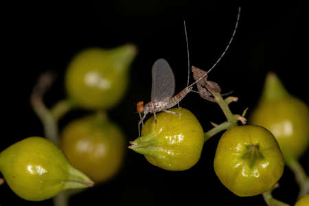 Adult Male Prong-gilled Mayfly of the Family Leptophlebiidae