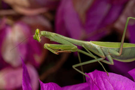 Adult Female Mantid subadult of the Genus Oxyopsis on a pink flower