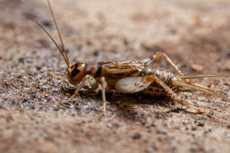 Small Field Cricket of the Genus Gryllodesの写真素材