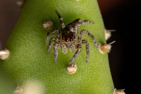 Small Pantropical Jumping Spider of the species Plexippus paykulli