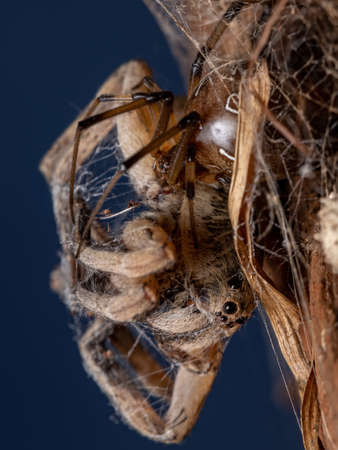 Adult Wolf Spider of the Family Lycosidae preyed on by a Brown Widow Spider of the species...