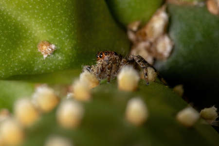 Small Pantropical Jumping Spider of the species Plexippus paykulli