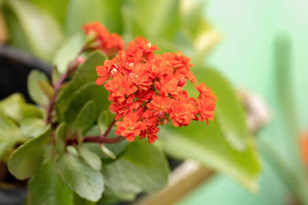 Flaming Katy Red Flower of the species Kalanchoe blossfeldiana with selective focus