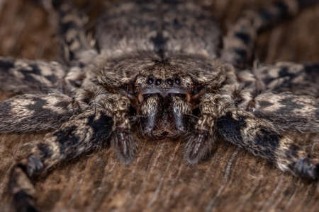 Adult Female Crescent-eyed Spider of the Genus Selenops