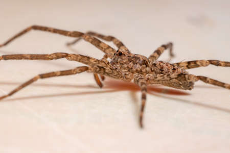 Adult Female Wandering Spider of the Genus Nothroctenus