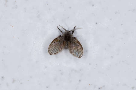 Adult Bathroom Moth Midge of the species Clogmia albipunctataの写真素材