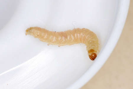 small Butterfly larva of the Order Lepidopteraの写真素材