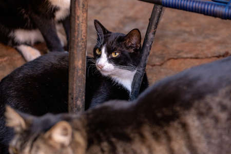 domestic cat face in close-up with selective focusの写真素材