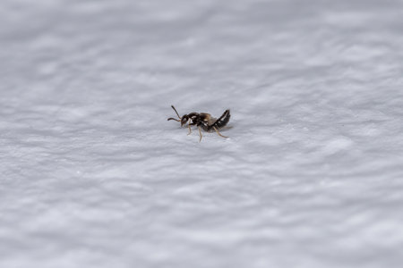 Small Adult Rove Beetle of the Aleocharinae Subfamily