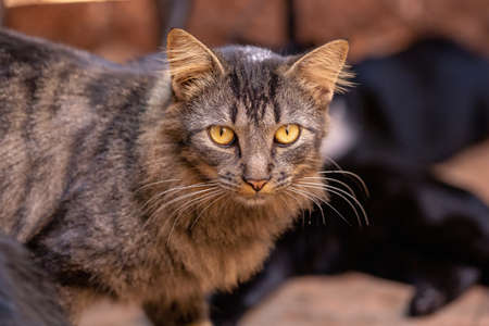 domestic cat face in close-up with selective focusの写真素材