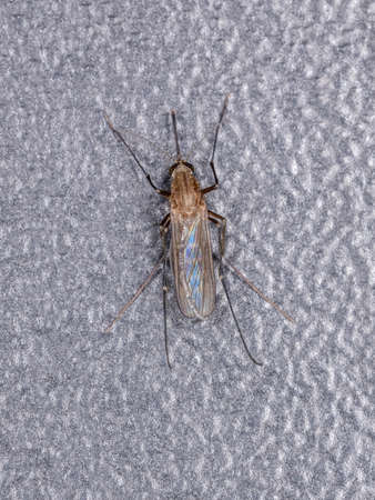 Adult Culicine Mosquito of the Genus Culex