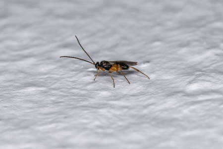 Small Adult Braconid Wasp of the Subfamily Microgastrinae