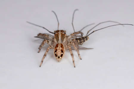 Small Pantropical Jumping Spider of the species Plexippus paykulli preying on a Adult Culicine...
