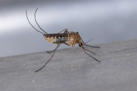 Adult Culicine Mosquito of the Genus Culex