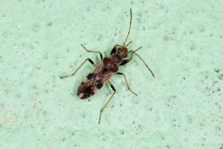 Adult Dirt-colored Seed Bug of the Tribe Myodochini