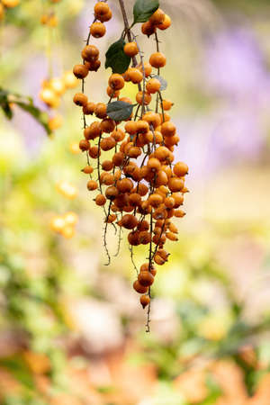 Skyflower Yellow Fruits of the species Duranta erecta with selective focus