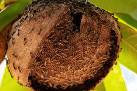 wasp nest of Long-waisted Honey Wasp of the species Polybia paulista