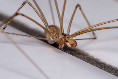 Adult Male Short-bodied Cellar Spider of the species Physocyclus globosus