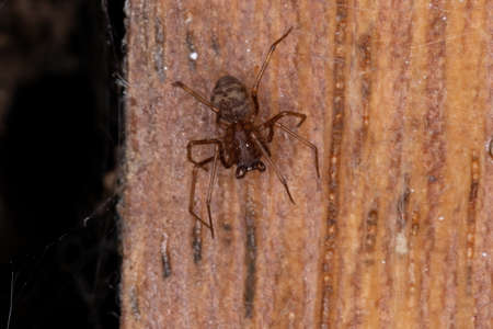 Brown Spitting Spider of the genus Scytodes