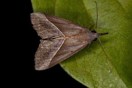 Adult Underwing moth of the Family Erebidae