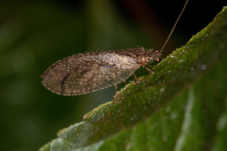 Adult Brown Lacewing of the species Nusalala tessellataの写真素材