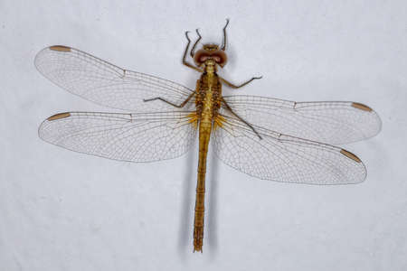 Adult Dragonlet Insect of the Genus Erythrodiplax