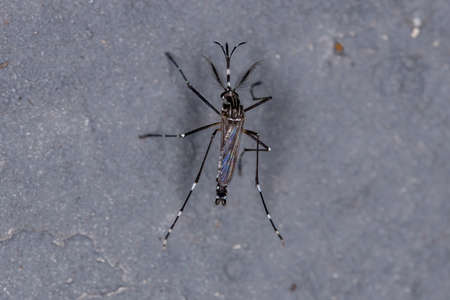 Adult Yellow Fever Mosquito of the species Aedes aegypti