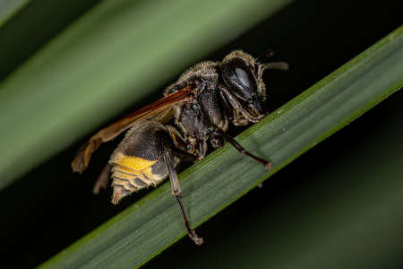 Adult Honey Wasp of the Genus Brachygastra