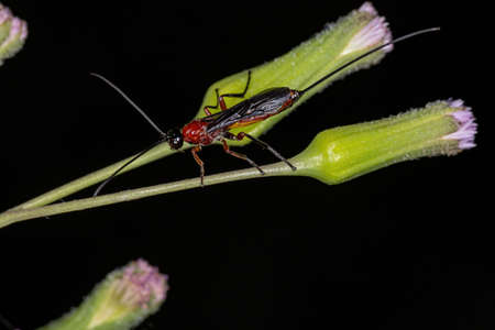 Adult Ichneumonid Wasp of the Superfamily Ichneumonoidea