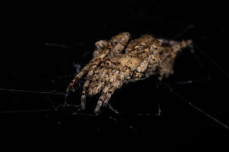 Adult Orbweaver spider of the Family Araneidae
