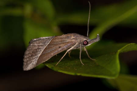 Adult Underwing moth of the Family Erebidae
