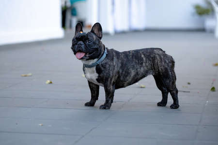Adult Black Domestic dog of the breed French Bulldogの写真素材