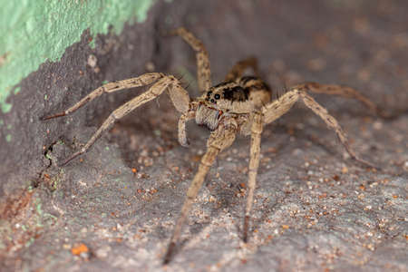 Adult Wolf Spider of the Family Lycosidaeの写真素材