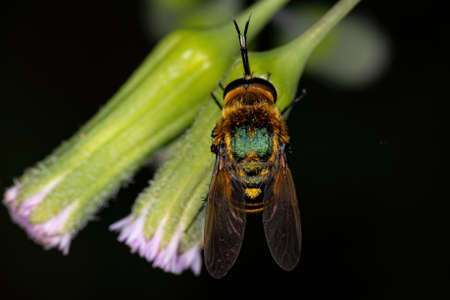 Adult Bee Fly of the Subfamily Toxophorinae