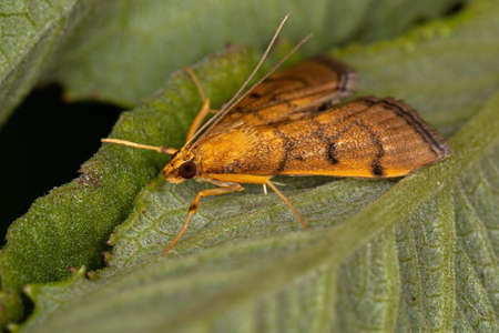 Adult Crambid Moth of the Family Crambidaeの写真素材