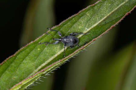 Adult Straight-snouted Weevil of the Subfamily Nanophyinae
