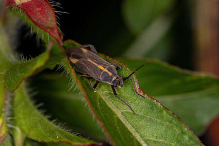 Adult Plant Bug of the Genus Prepops