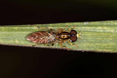 Adult Typical Hover Fly of the Subfamily Syrphinae