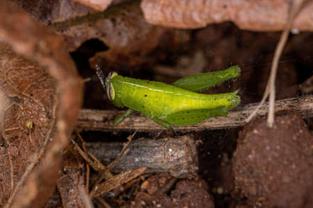 Short-horned Grasshopper Nymph of the Family Acrididaeの写真素材