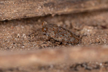 Adult Toad Bug of the Genus Gelastocoris camouflaged on the ground