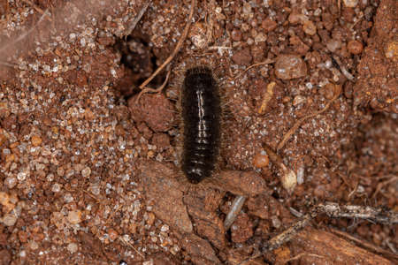 Long-jointed Beetle Larva of the species Lagria villosaの写真素材