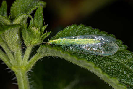 Adult Typical Green Lacewing of the Subfamily Chrysopinae