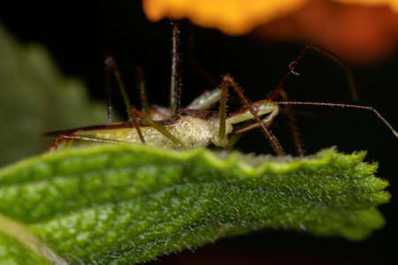 Adult Assassin Bugs of the Genus Zelus copulating