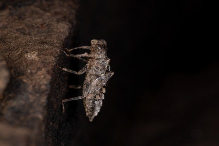 Damselfly Insect Molt of the Suborder Zygoptera