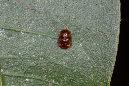 Small Typical Leafhopper Nymph of the Family Cicadellidae