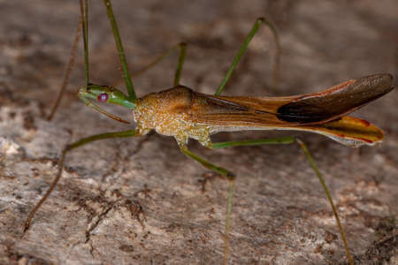 Adult Assassin Bug of the Genus Zelus