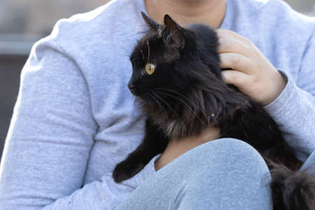 domestic cat face in close-up with selective focusの写真素材