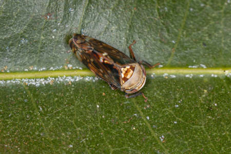 Small Typical Leafhopper of the Subfamily Deltocephalinae