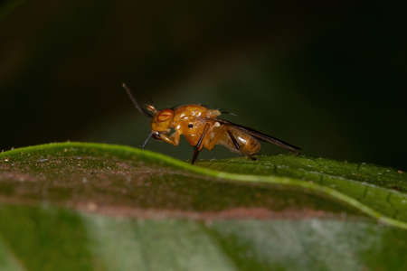 Adult Lauxaniid Fly of the Family Lauxaniidae