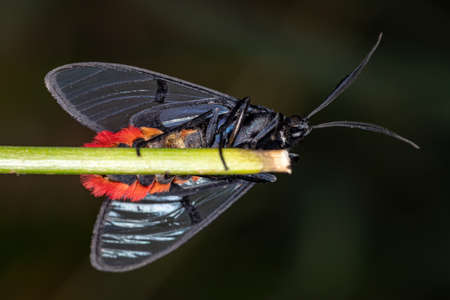 Adult Tiger Moth of the Genus Dinia